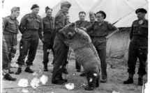 Un vrai "ours soldat" de la 2e Guerre mondiale héros d'un dessin animé
