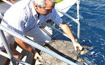 Le Haut‐Commissaire au chevet des tortues marines de Moorea