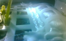 Chine: une graine de coton a germé sur la Lune, une première