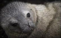 Un phoque court le mulet dans la Loire près de Tours