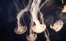 Un nouveau médusarium hypnotique pour sensibiliser à la santé des océans