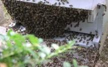 Algérie: des abeilles empêchent un affrontement pour un lopin de terre
