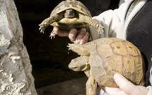 Les tortues d'aquarium au secours des tortues de mer