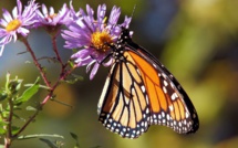 Aux Etats-Unis, les papillons, improbables victimes d'un mur à la frontière