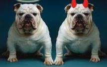 USA: des athées prendront soin de votre chat le jour du jugement dernier