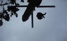 Destruction de 1 500 pieds de paka aux Australes