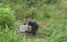 1 000 plants de paka découverts à Tumaraa