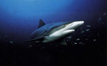 Un adolescent tué par un requin en Nouvelle-Calédonie