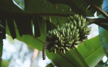 Lien entre chlordécone et cancer de la prostate: bientôt un appel à projet