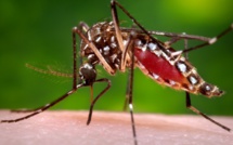Tahiti adopte la méthode Wolbachia pour combattre la dengue