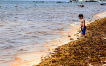 En Guadeloupe, les sargasses reviennent, la lutte s’organise