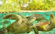 Zoom sur le centre de protection des tortues marines de Bora Bora
