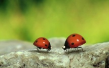 Les insectes stars de "Minuscule" reviennent dans un deuxième film