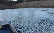 Un tapis de cadavres: mort de "centaines de milliers" de poissons en Australie