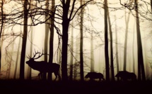 Dans la Meuse,"mobilisation sans précédent" pour endiguer la peste porcine