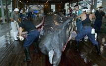 Japon: à Minamiboso, la pêche à la baleine est une raison d'être