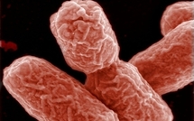 Bactérie mortelle: un cas confirmé aux USA après un voyage en Allemagne