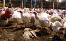 Arsenic dans les poulets : Pfizer cesse de vendre le Roxarsone aux USA