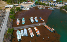 Un sommet "international" sur la lutte contre les sargasses d'ici la fin de l'année en Guadeloupe
