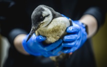 La mort inexpliquée de milliers d'oiseaux marins inquiète aux Pays-Bas