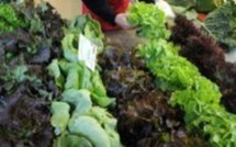 Bactérie mortelle: aucun lot de graines germées contaminées en France