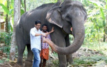 Inde: une éléphante d'Asie meurt à 88 ans, un record de longévité