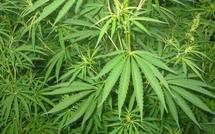 To Tatou Ai'a dit "NON" à la légalisation du cannabis