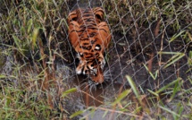 Le zoo de Londres se défend après la mort d'une tigresse blessée par un tigre