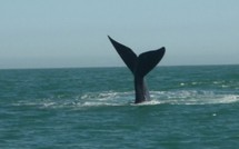Australie: deux blessés dans une collision entre une baleine et un bateau
