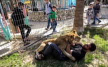 A Gaza, jouer avec une lionne, sans les griffes