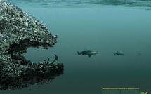 Les océans présentent les symptômes des grandes phases d'extinction (rapport)