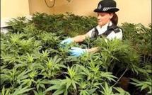 Cannabis: le maire de Paris souhaite un débat