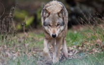 Var: un loup au "comportement agressif" abattu près d'un camping