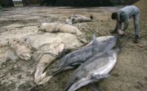 Déjà plus de 400 dauphins échoués sur la côte atlantique en 2019
