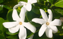 Carnet de voyage - Vie (et mort) d'un tiare Tahiti