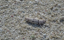 Braconnage en Corse : saisie de 200 kg de concombres de mer