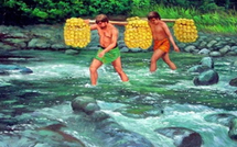 La cueillette annuelle des oranges à tamanu