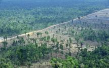 Les forêts tropicales de Sumatra et du Honduras déclarées en péril (Unesco)