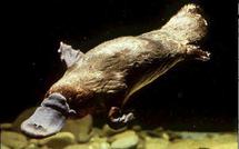 Australie: l'ornithorynque menacé par le réchauffement climatique