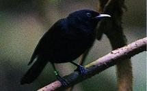 Il faut sauver les oiseaux bavards du roi qui tousse la nuit !