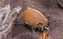 Plus de 1.000 espèces découvertes en dix ans en Nouvelle-Guinée (WWF)