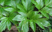 Star des remèdes traditionnels, une plante japonaise intéresse désormais la science (étude)