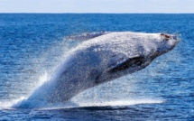 C’est la journée de la baleine !