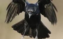 Les corneilles sont capables de reconnaître le visage du danger (étude)
