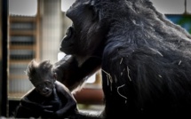 Un bébé gorille fait la joie d'un parc zoologique de la Loire