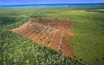 Amazonie: la forêt victime d'herbicides répandus par avion
