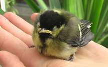 Les oisillons tombés du nid ne sont pas tous en danger (LPO)