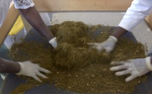 Des plantes pour soigner le palu ? "Inefficace et irresponsable", dénonce l'Académie de médecine