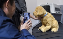 Après les humains, l'industrie du mobile connecte les animaux