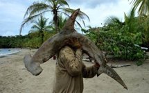 Les Bahamas interdisent la pêche au requin